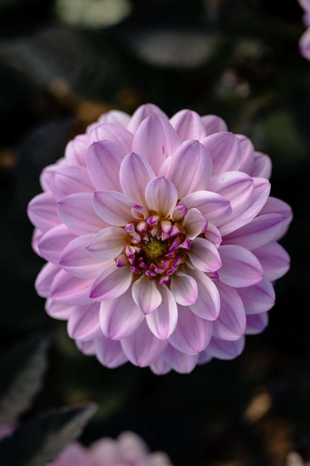 Dahlia 'Melody Harmony'